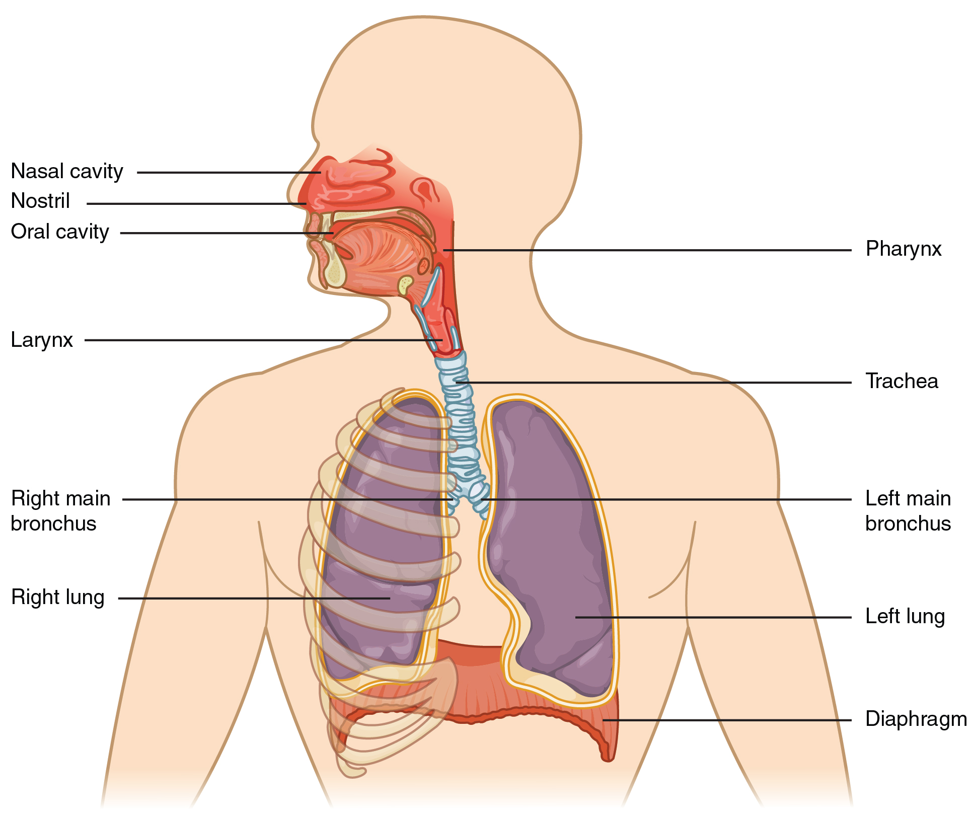 The nasal cavity, pharynx, larynx, trachea, bronchi, lungs, and diaphragm are labeled.