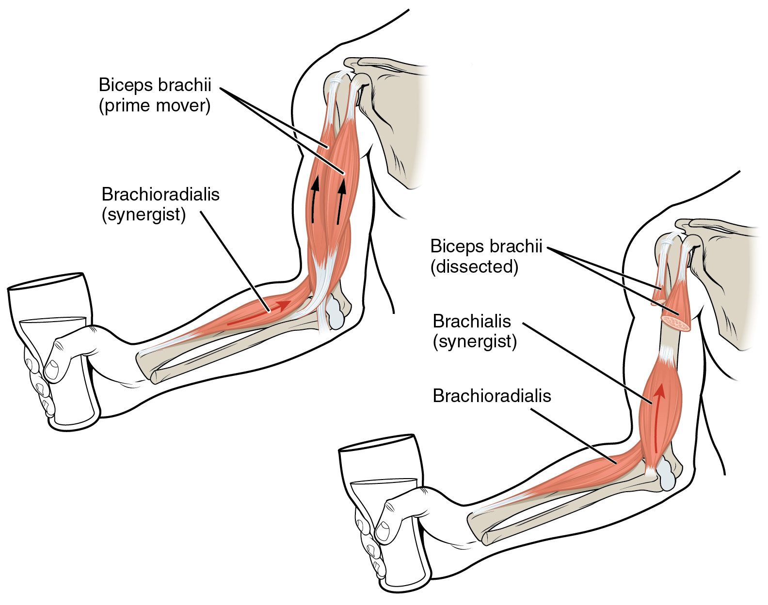 Two elbow-flexion views compare biceps brachii, brachialis, and brachioradialis in supinated and neutral forearm positions.
