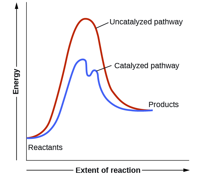 Energy profiles compare catalyzed and uncatalyzed pathways between the same reactants and products.