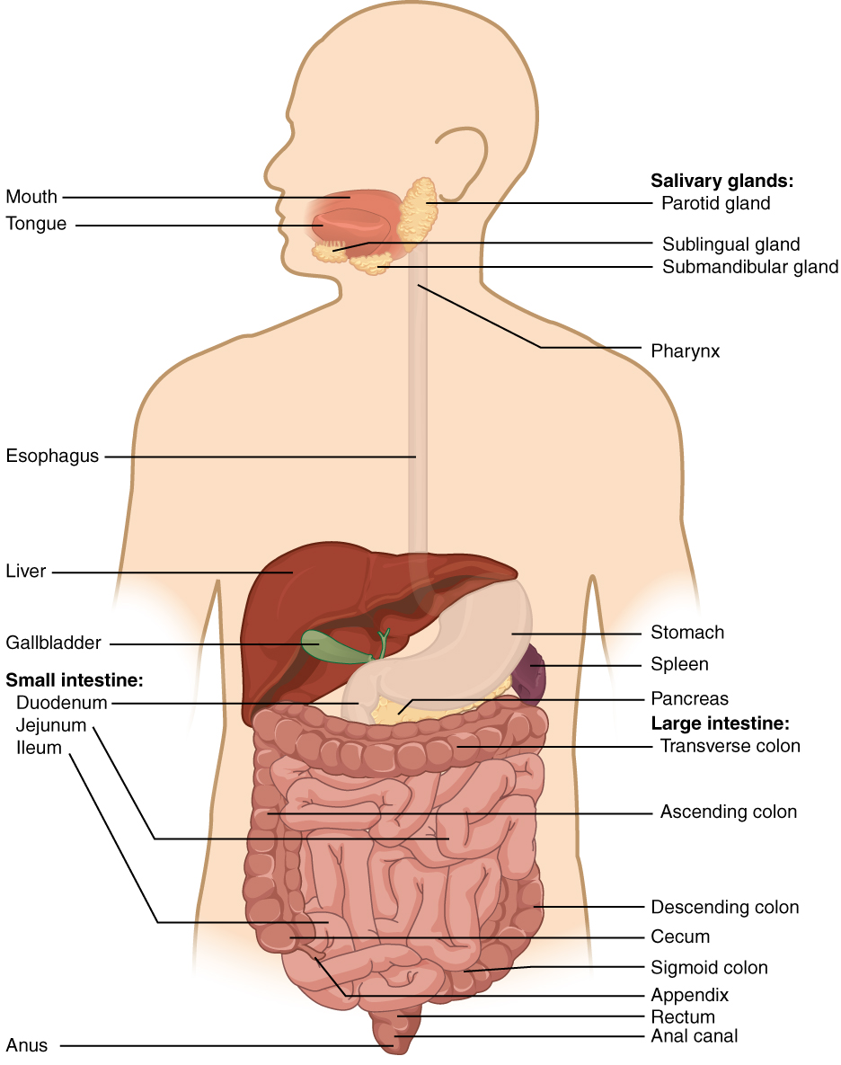 Digestive organs are labeled from mouth to anus, with liver, gallbladder, and pancreas beside the tract.