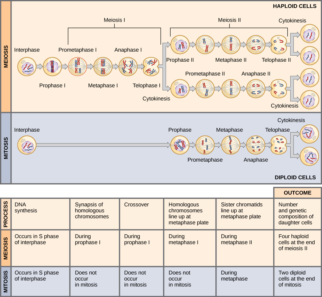 Parallel chromosome diagrams contrast one mitotic division with two meiotic divisions.