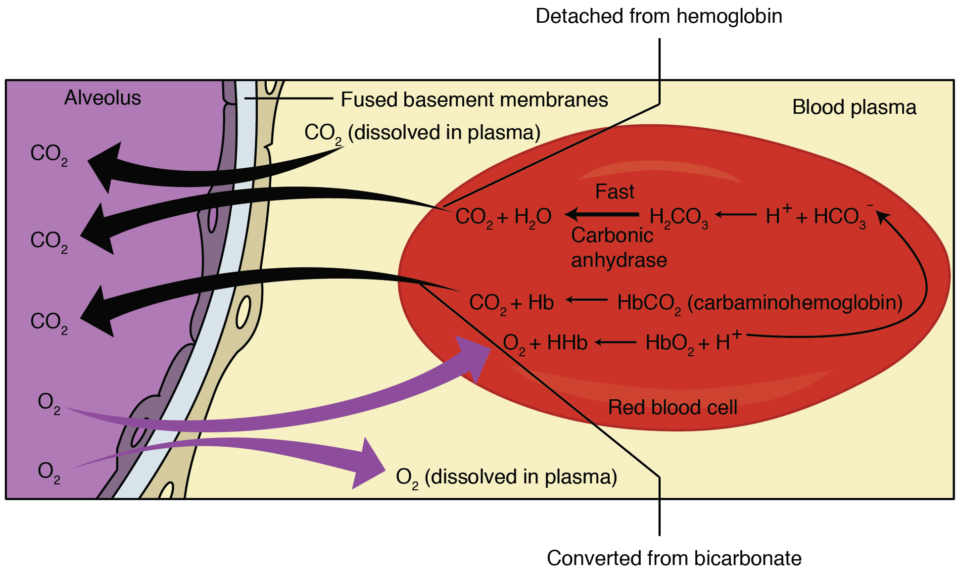 Pulmonary gas exchange moves oxygen from an alveolus into blood and carbon dioxide from blood into the alveolus.