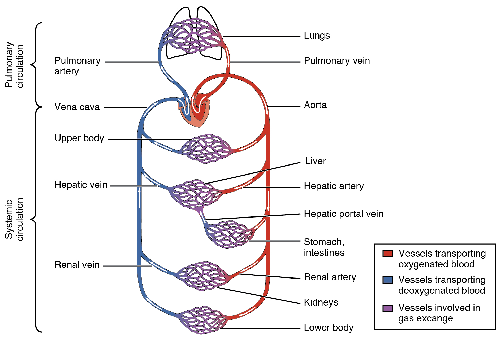 Arrows connect body, right heart, lungs, left heart, and body again.
