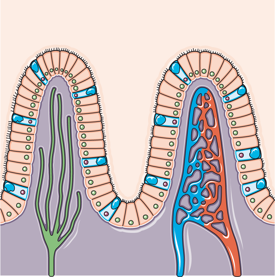 Two finger-shaped intestinal villi show an outer epithelial layer, a lymphatic vessel in one cutaway, and a blood-vessel network in the other.