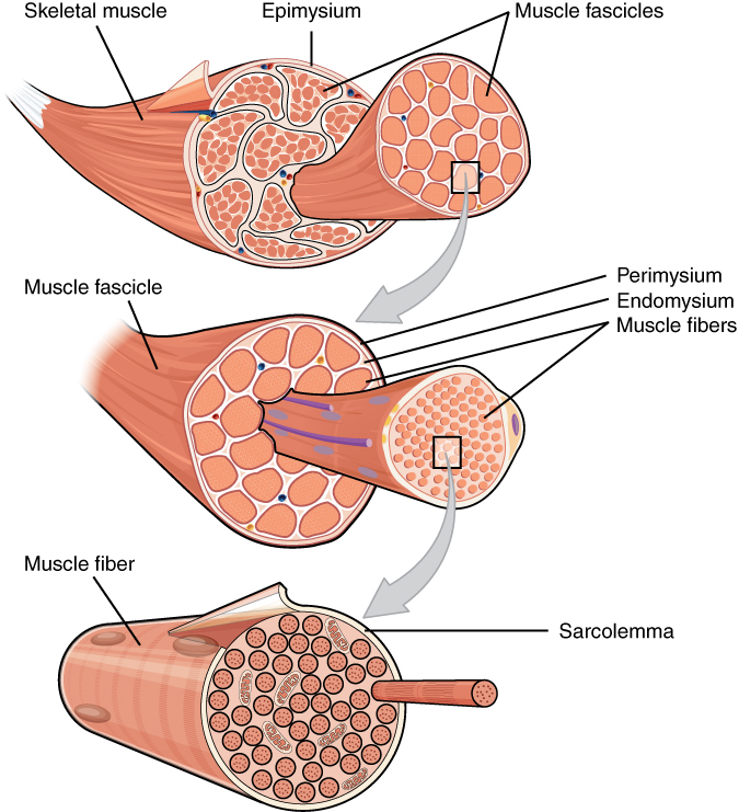 A skeletal muscle is separated into fascicles and individual muscle fibers.