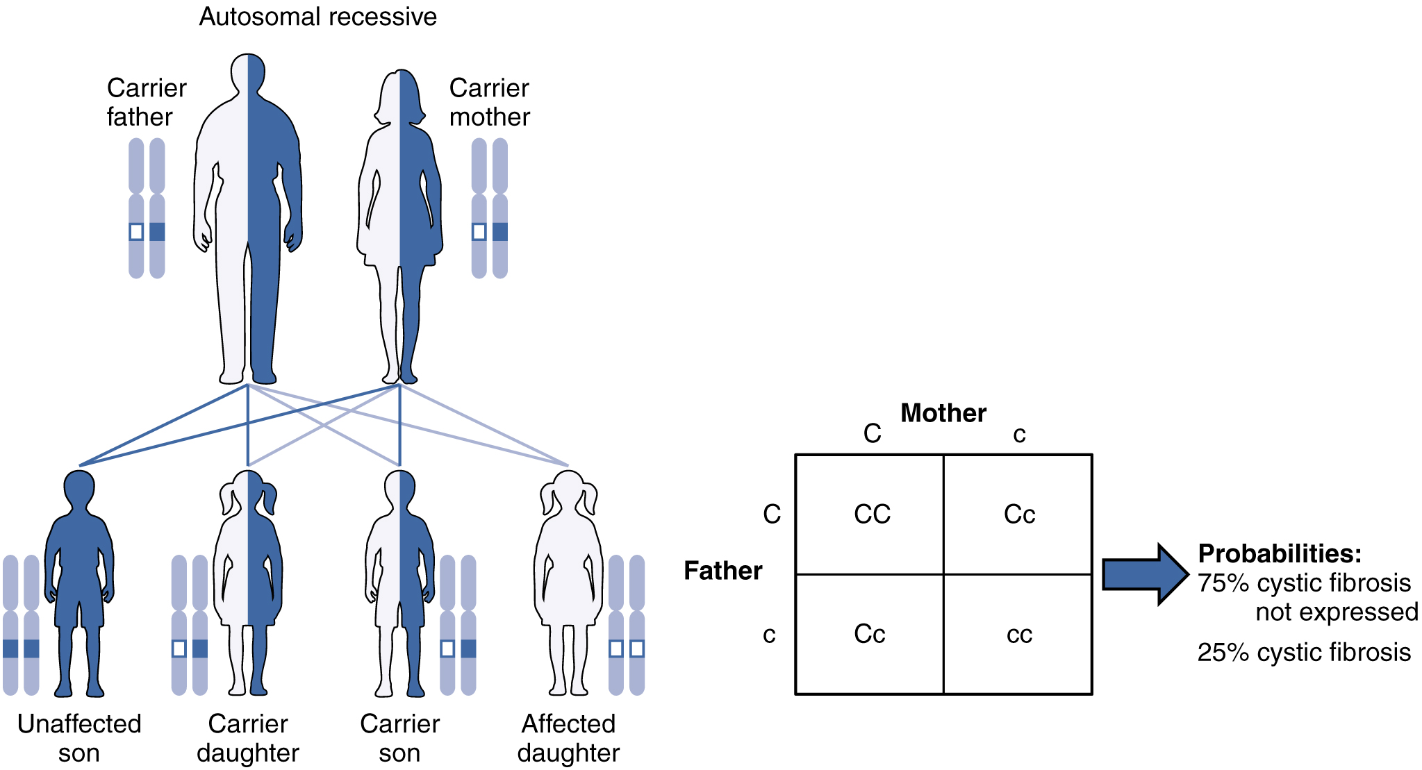 An inheritance diagram follows recessive alleles through parental and offspring genotypes.