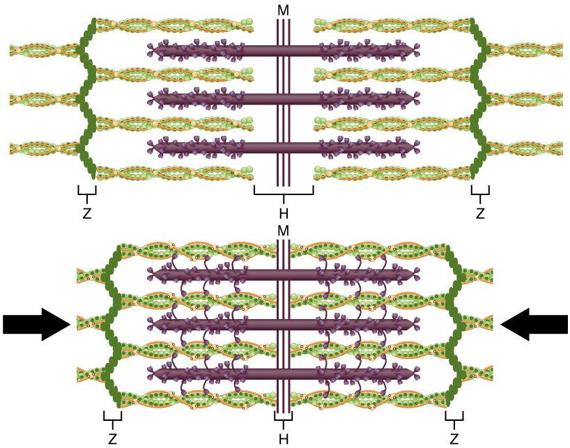 Relaxed and contracted sarcomeres show changing overlap between actin and myosin.